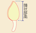 頭状部高