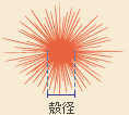 殻径