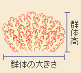 群体高、群体の大きさ