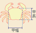 甲長、甲幅