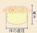 体の直径、高さ